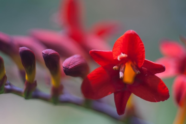 Nahaufnahme einer Blume vor einem verschwommenen Hintergrund