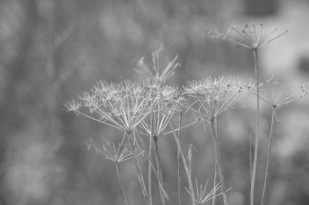 Foto nahaufnahme einer blume vor verschwommenem hintergrund