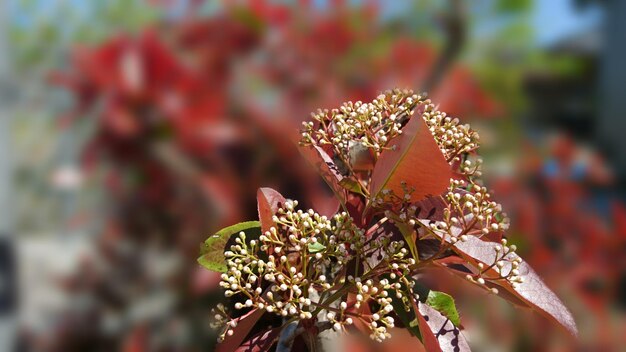 Foto nahaufnahme einer blume vor verschwommenem hintergrund