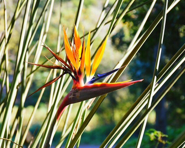 Foto nahaufnahme einer blume vor verschwommenem hintergrund