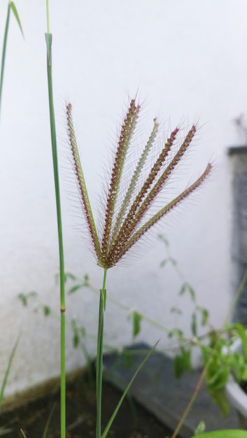 Foto nahaufnahme einer blume vor verschwommenem hintergrund