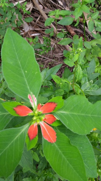 Foto nahaufnahme einer blume