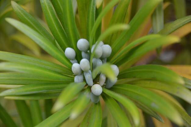 Foto nahaufnahme einer blume