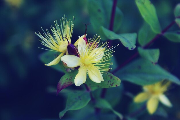 Foto nahaufnahme einer blume