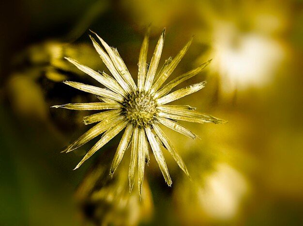 Foto nahaufnahme einer blume