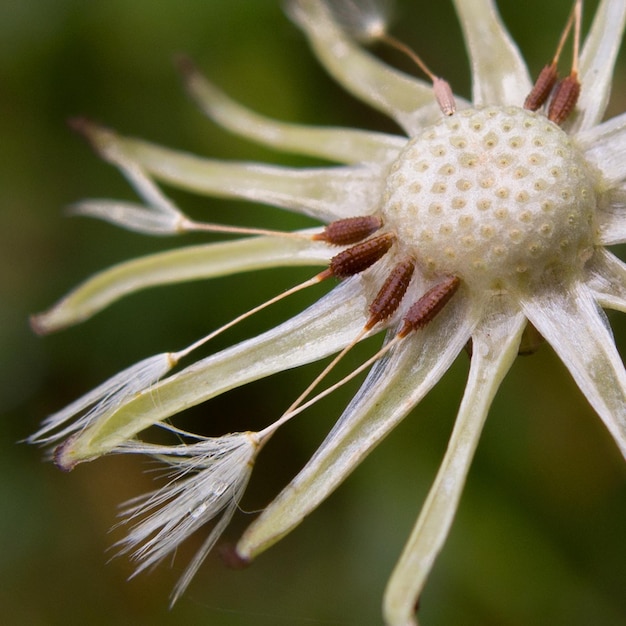 Foto nahaufnahme einer blume