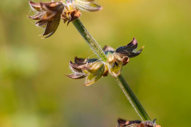 Foto nahaufnahme einer blume