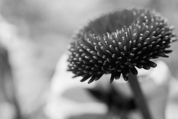 Foto nahaufnahme einer blume