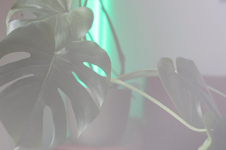 Foto nahaufnahme einer blume