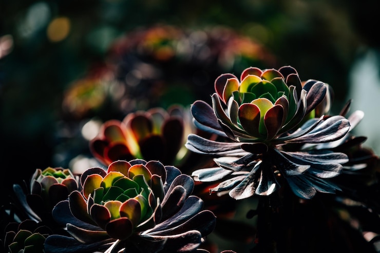 Foto nahaufnahme einer blume