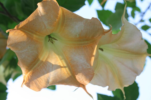 Foto nahaufnahme einer blume