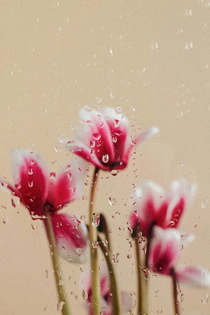 Nahaufnahme einer Blume