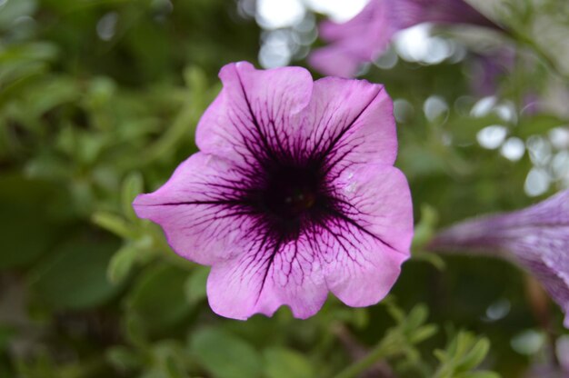 Foto nahaufnahme einer blume