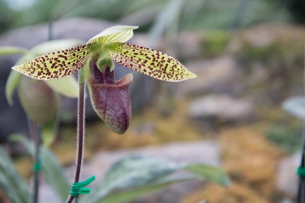 Foto nahaufnahme einer blume