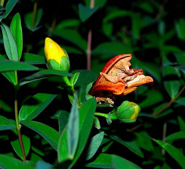 Foto nahaufnahme einer blume