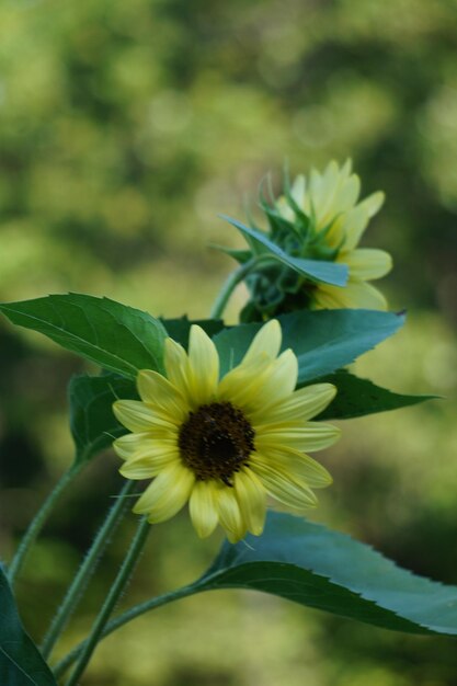 Foto nahaufnahme einer blume