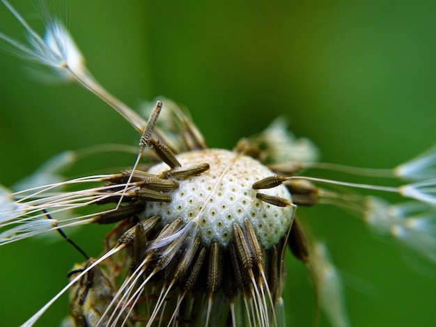 Foto nahaufnahme einer blume