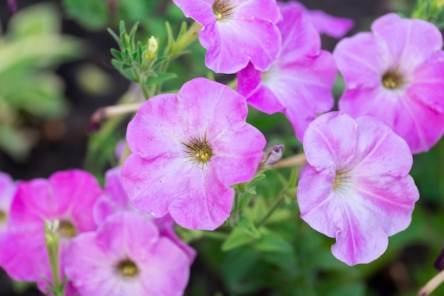 Nahaufnahme einer Blumengrenze mit bunt blühender Petunia Wave Sweetheartx9