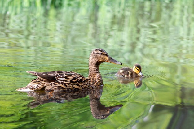 Nahaufnahme einer braunen Ente und einer kleinen Ente an einem See