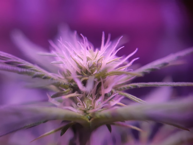 Foto nahaufnahme einer cannabispflanze, die zu blühen beginnt, stempel kommen heraus
