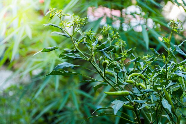 Nahaufnahme einer Chilipflanze mit grünen Chilis