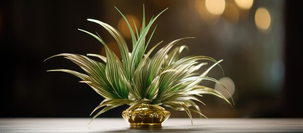 Nahaufnahme einer dekorativen Pflanze auf einem Tisch