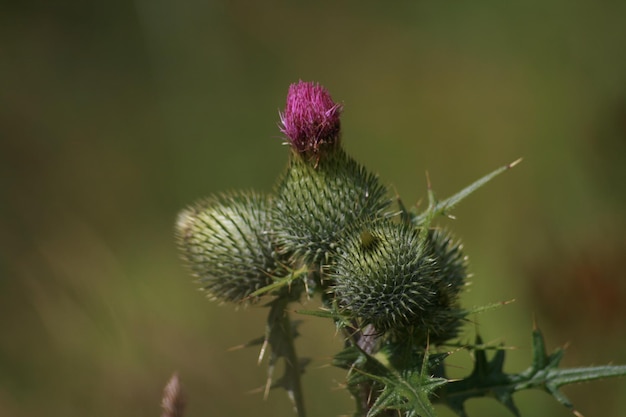 Foto nahaufnahme einer distelblume