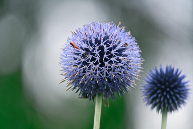 Foto nahaufnahme einer distelblume