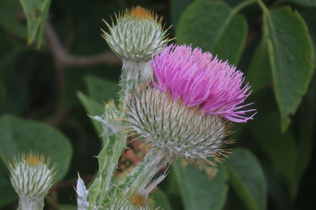 Nahaufnahme einer Distelblume