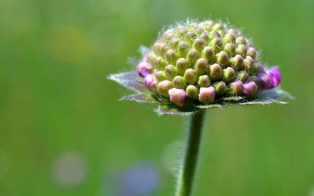 Foto nahaufnahme einer distelblume