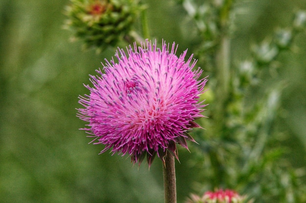 Foto nahaufnahme einer distelblume