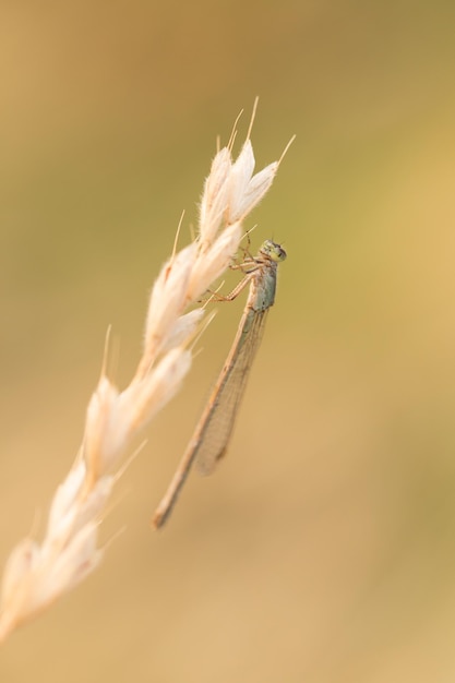 Nahaufnahme einer Drachenfliege auf einer Pflanze