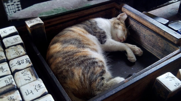 Nahaufnahme einer dreifarbigen Katze, die friedlich in einer Holzkiste schläft, Taiwan