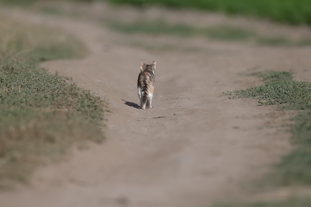 Nahaufnahme einer dreifarbigen Katze (Katze) auf einer Feldstraße