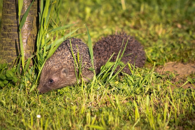 Foto nahaufnahme einer eidechse auf dem gras