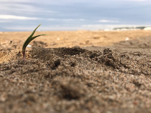 Nahaufnahme einer Eidechse auf dem Sand