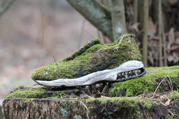 Foto nahaufnahme einer eidechse auf einem baum