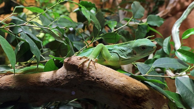 Foto nahaufnahme einer eidechse auf einem baum