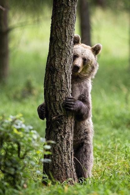 Foto nahaufnahme einer eidechse auf einem baumstamm im wald