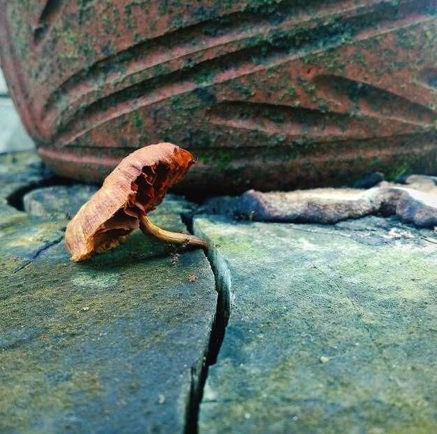 Foto nahaufnahme einer eidechse auf einem felsen