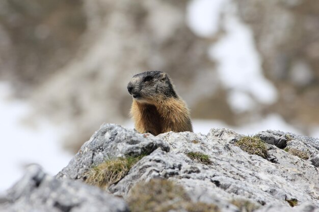 Foto nahaufnahme einer eidechse auf einem felsen