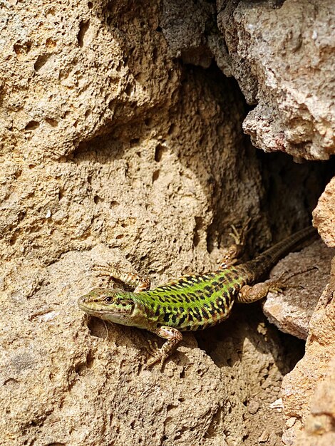 Foto nahaufnahme einer eidechse auf einem felsen