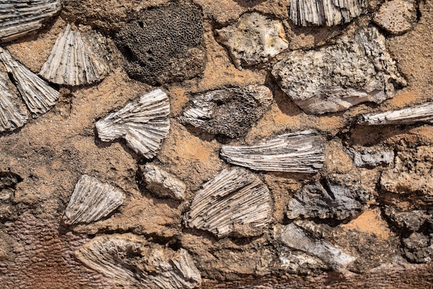 Foto nahaufnahme einer eidechse auf einem felsen