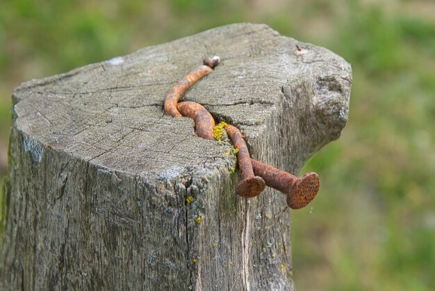 Foto nahaufnahme einer eidechse auf einem holzpfahl