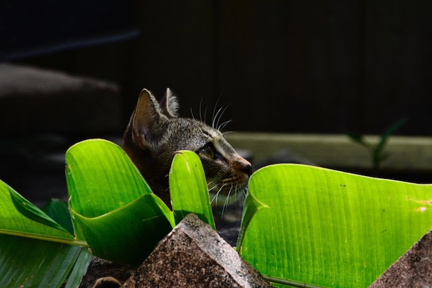 Foto nahaufnahme einer eidechse auf einer pflanze