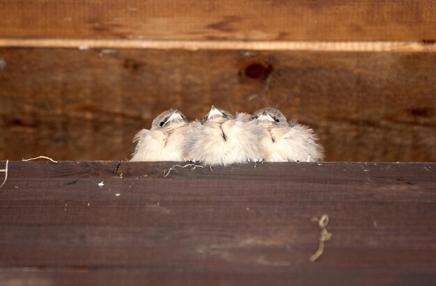 Foto nahaufnahme einer eidechse auf holz