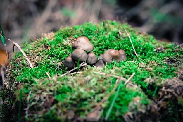 Foto nahaufnahme einer eidechse auf moos