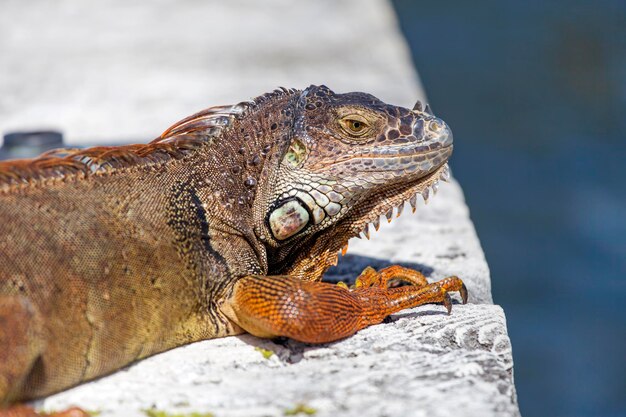 Foto nahaufnahme einer eidechse-iguana auf einem felsen