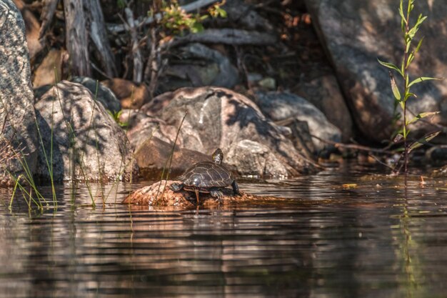 Foto nahaufnahme einer eidechse im wasser