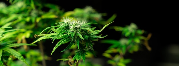 Foto nahaufnahme einer einzelnen cannabispflanze mit erfreulicher, ausgewachsener knospe, die zur ernte bereit ist